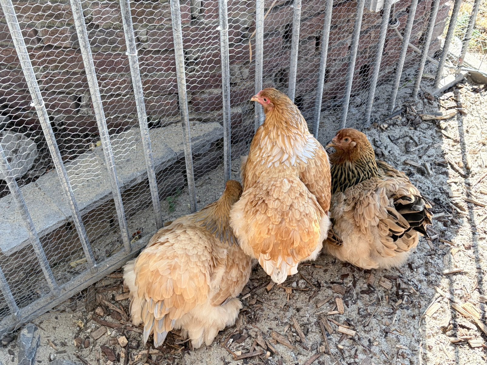 3 brahmas, Vrouwelijk, Kip