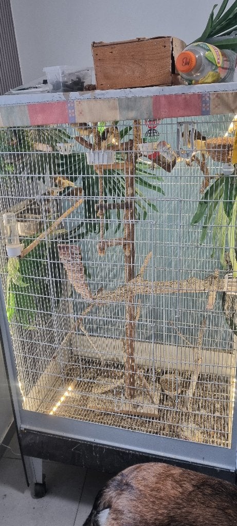 Oiseaux, Animaux & Accessoires
