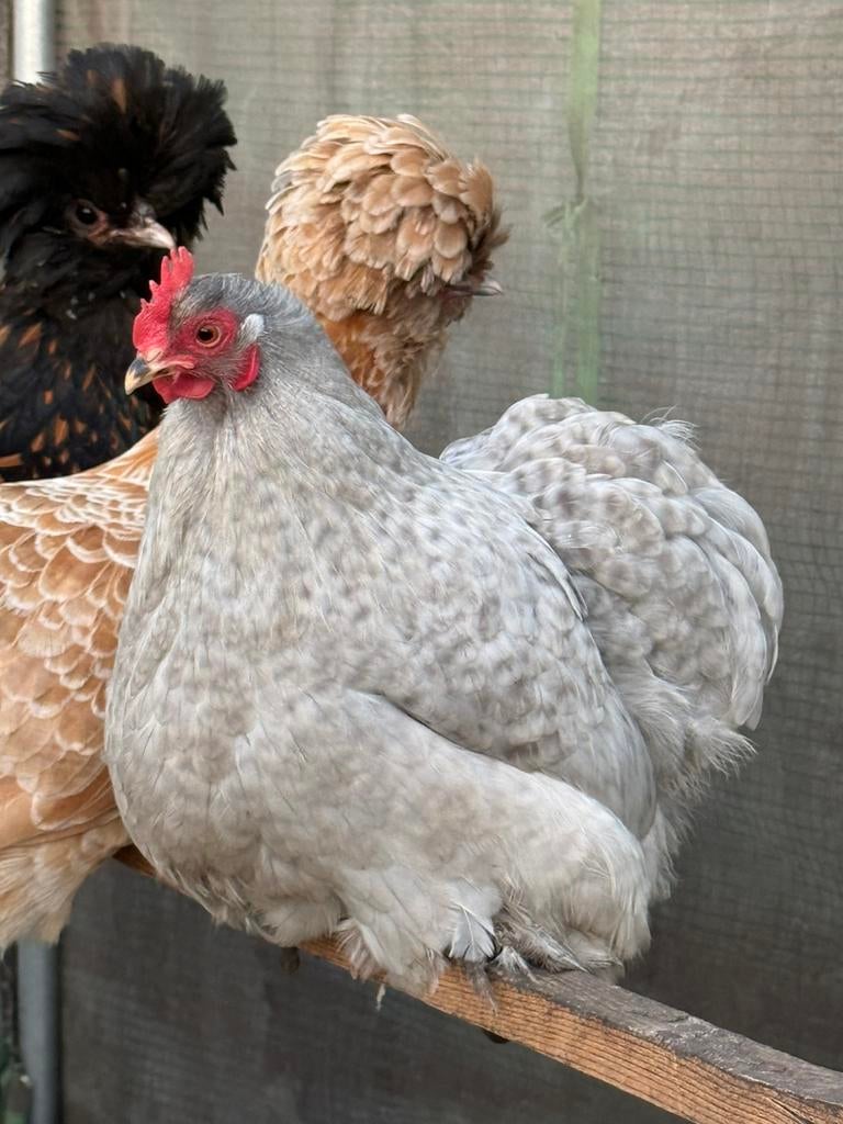 Broedeieren cochin kriel parelgrijs koekoek, Geslacht onbekend, Kip