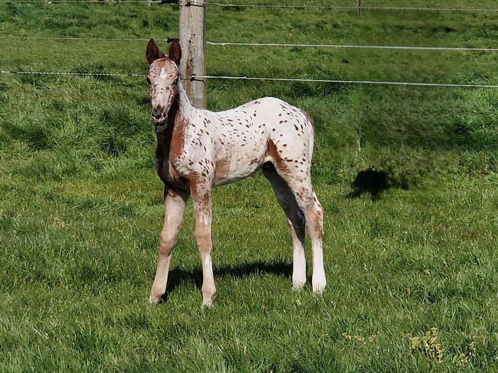 Veulen, Dieren en Toebehoren, Springpaard, Minder dan 160 cm, Hengst, Onbeleerd
