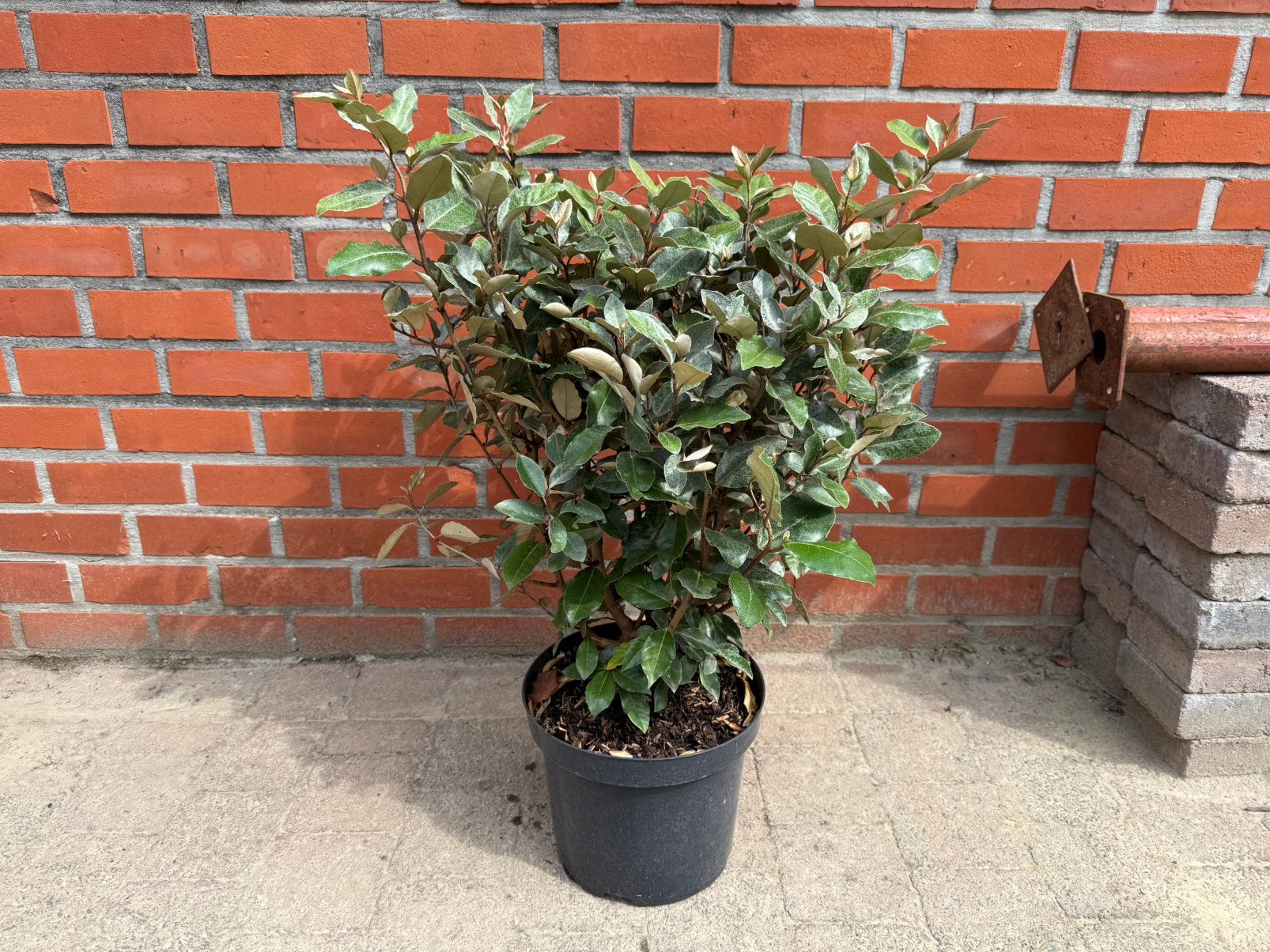 Eleganus ebbingei « compact », Enlèvement