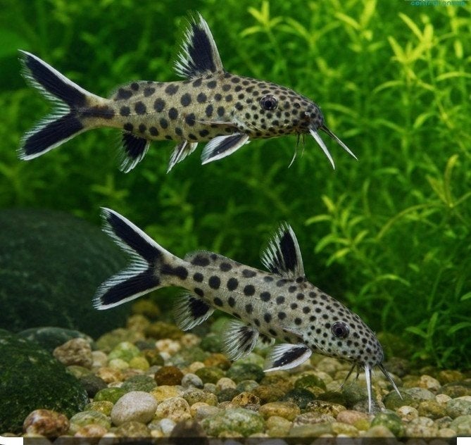 Synodontis lucipinnis (syn. petricola dwarf / dwergmeerval), Dieren en Toebehoren, Vissen | Aquariumvissen