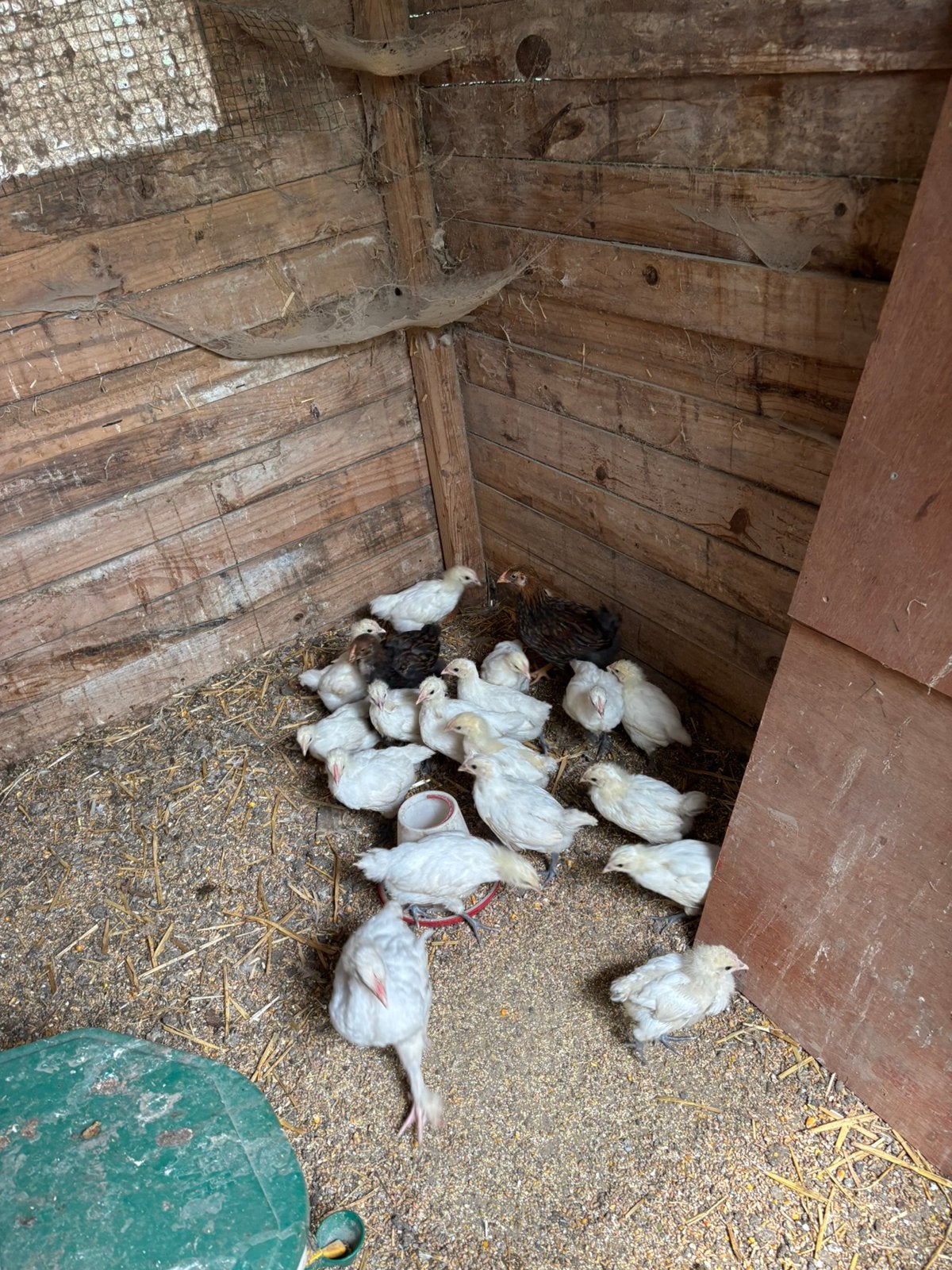 Poule de bresse, Dieren en Toebehoren, Geslacht onbekend