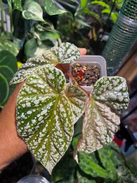 Variegata à tête enneigée de bégonia, Enlèvement ou Envoi, Autres espèces, Moins de 100 cm