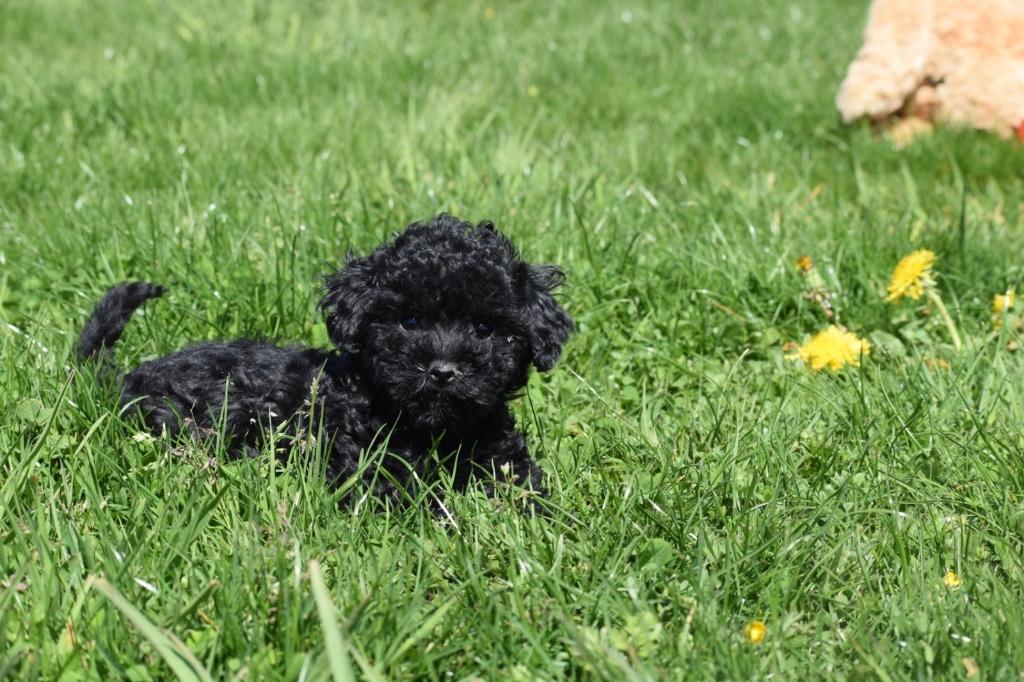 Poedel pups verschillende kleuren, Dieren en Toebehoren, Poedel, België, 8 tot 15 weken, Parvo