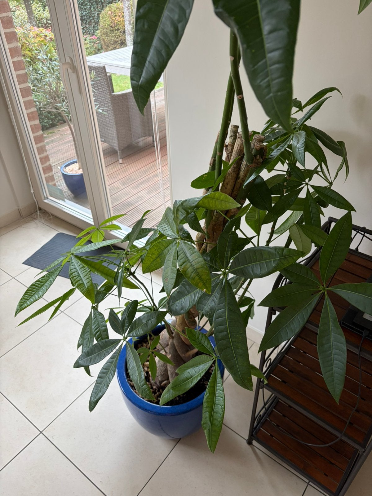 Plante, Enlèvement