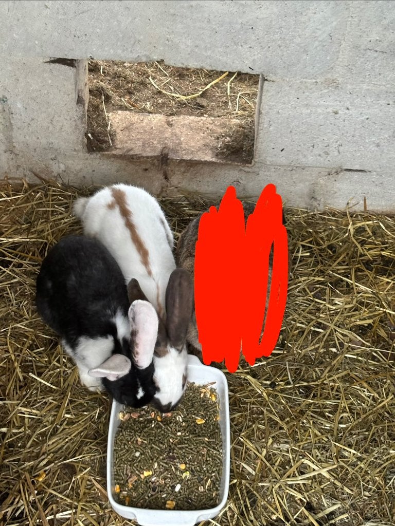 2 grote Konijnen, Dieren en Toebehoren, Konijnen, Vrouwelijk, Groot, 0 tot 2 jaar