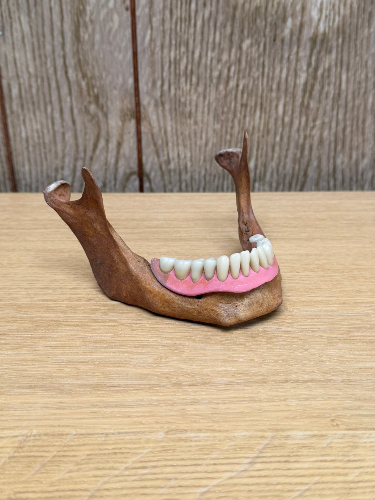 Onderkaak met dental, Verzamelen, Overige Verzamelen, Ophalen of Verzenden