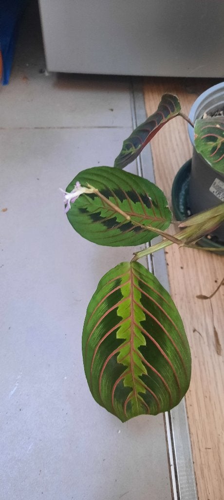 Plante Maranta leuconeura fascinator bouture expansion, Maison & Meubles, Autres espèces, En pot, Plante à fleurs, Moins de 100 cm