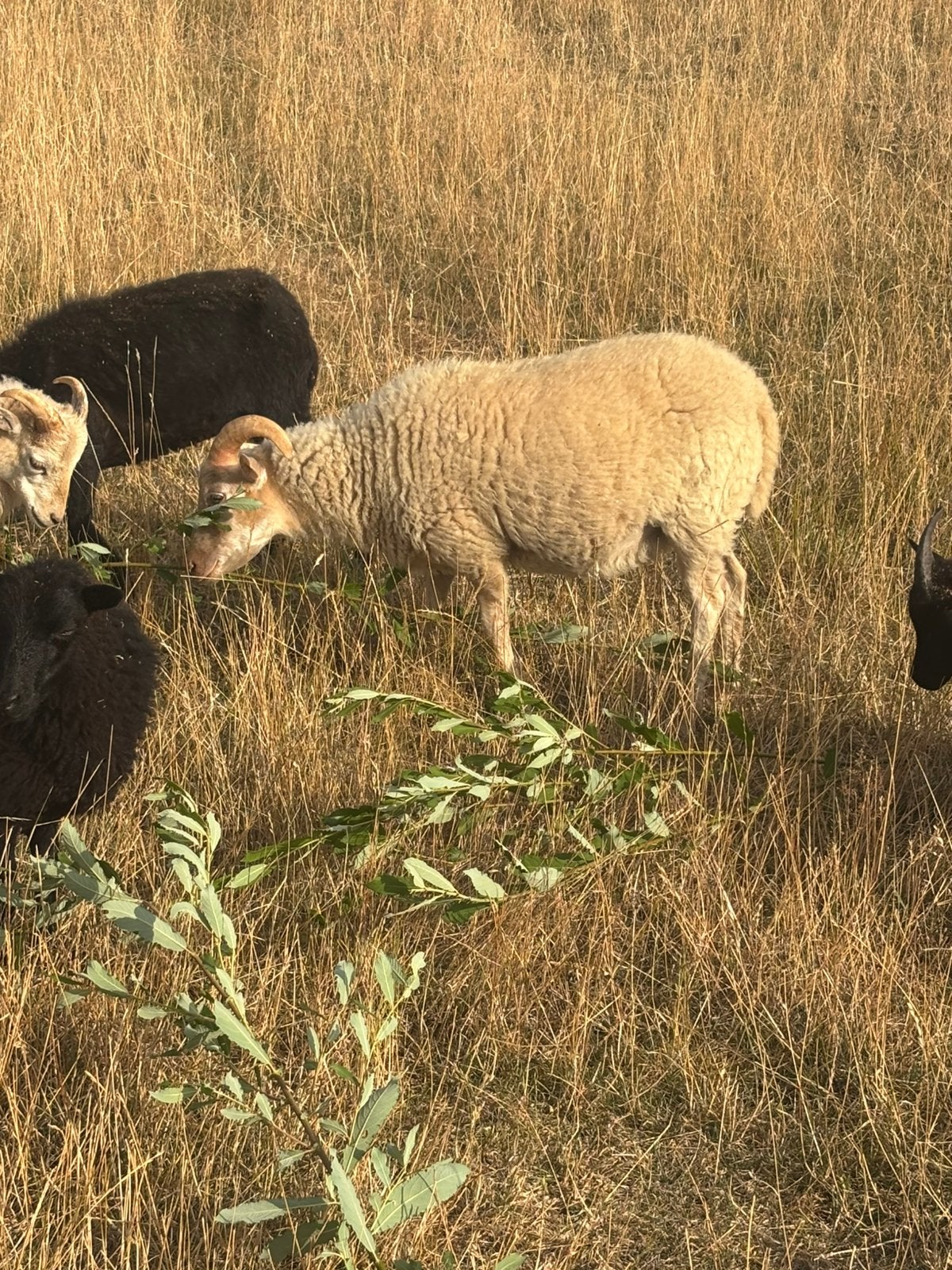 Jonge quessant rammetjes, Dieren en Toebehoren, Schapen, Geiten en Varkens