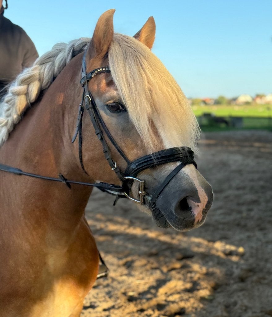 Poney à vendre et haflinger, B, Avec puce électronique, Poney E (1.48 m - 1.57m), Jument