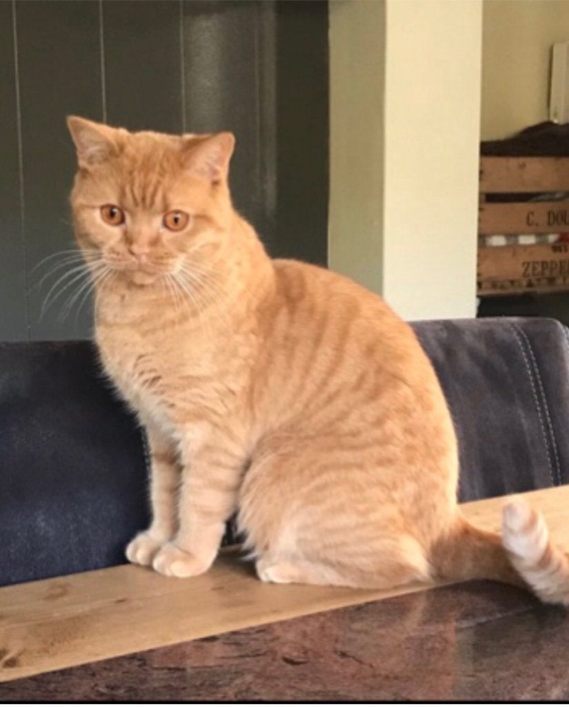 Brits korthaar poes, Chatte ou Chat, Avec pedigree, 6 ans ou plus