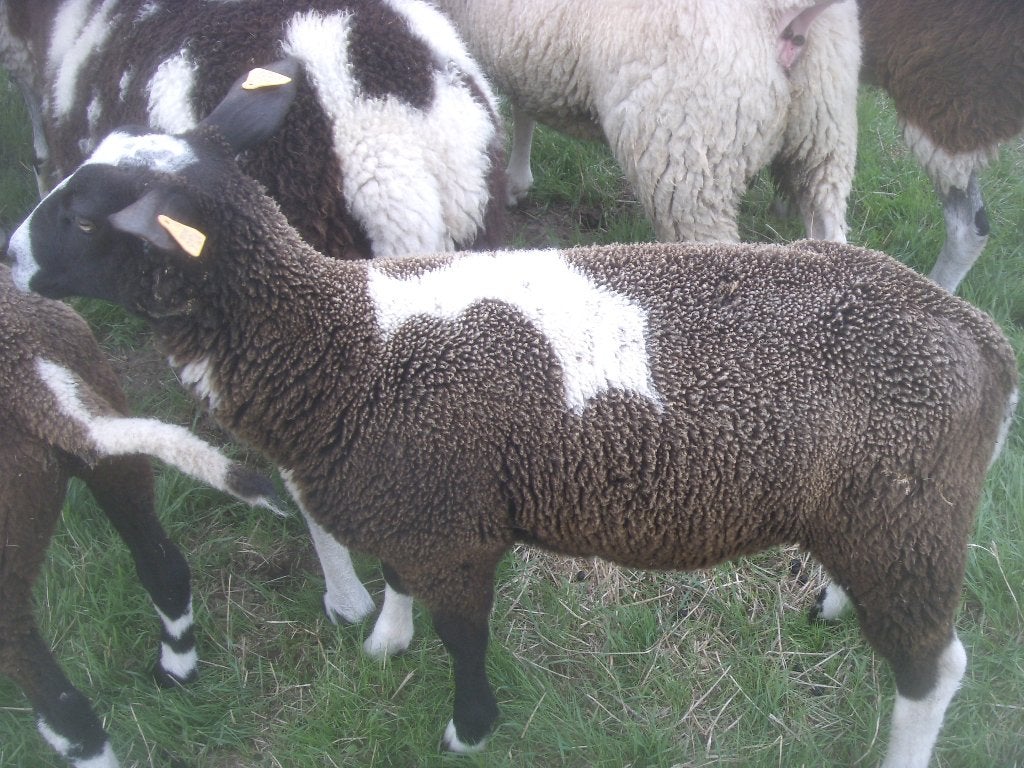 schapen, Animaux & Accessoires, Moutons, Chèvres & Cochons, Mâle, Mouton, 0 à 2 ans
