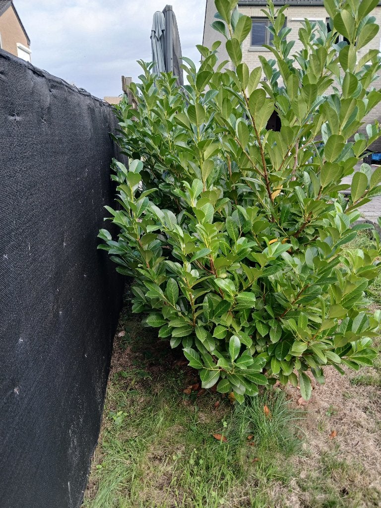 Laurier planten gratis, Tuin en Terras, Volle zon, Vaste plant, Bloeit niet, Ophalen