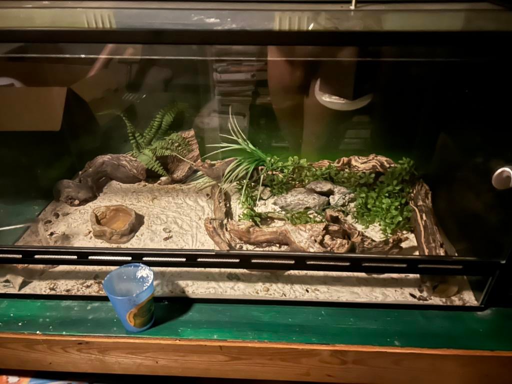 Terarium+halsbandleguaan, Dieren en Toebehoren, Ophalen, Zo goed als nieuw