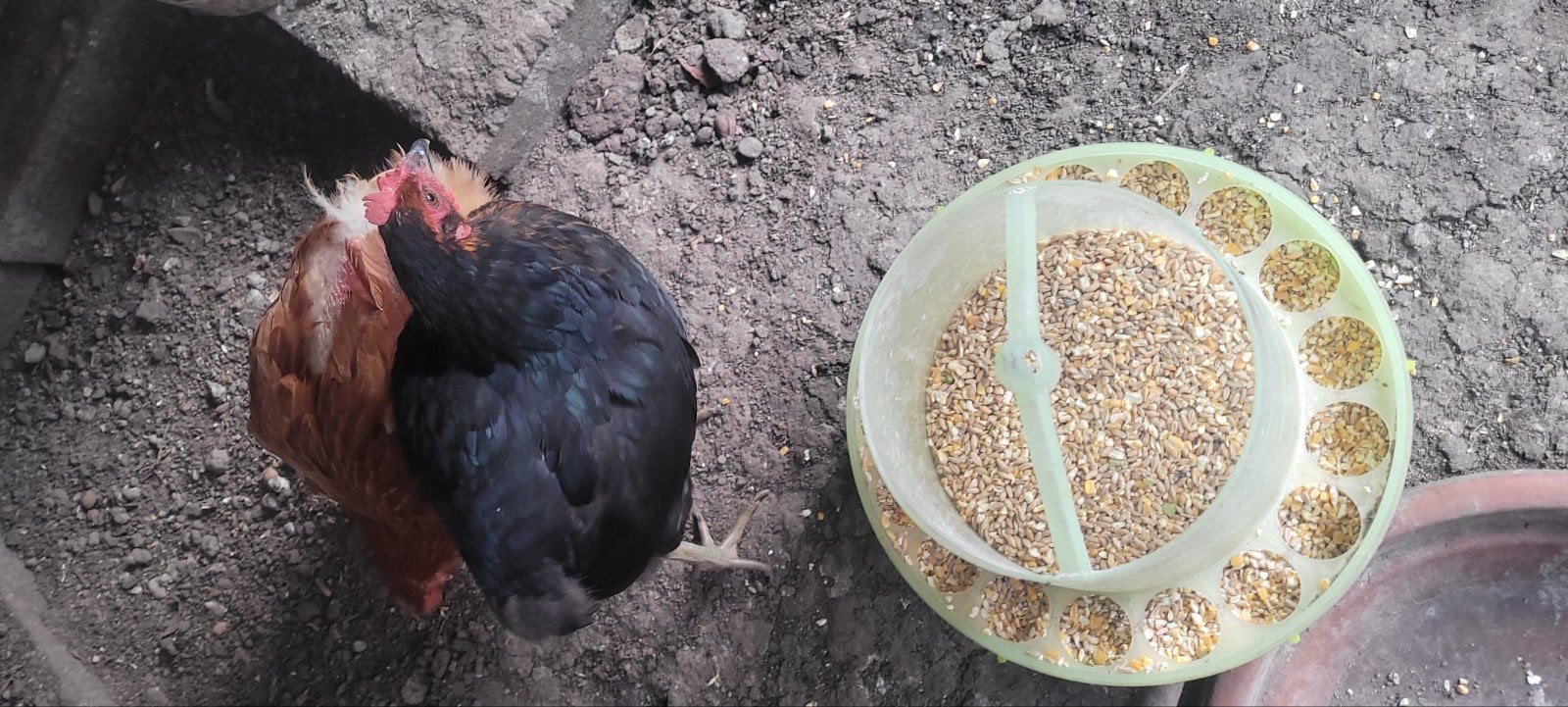 Poules Araucana pondeuses .