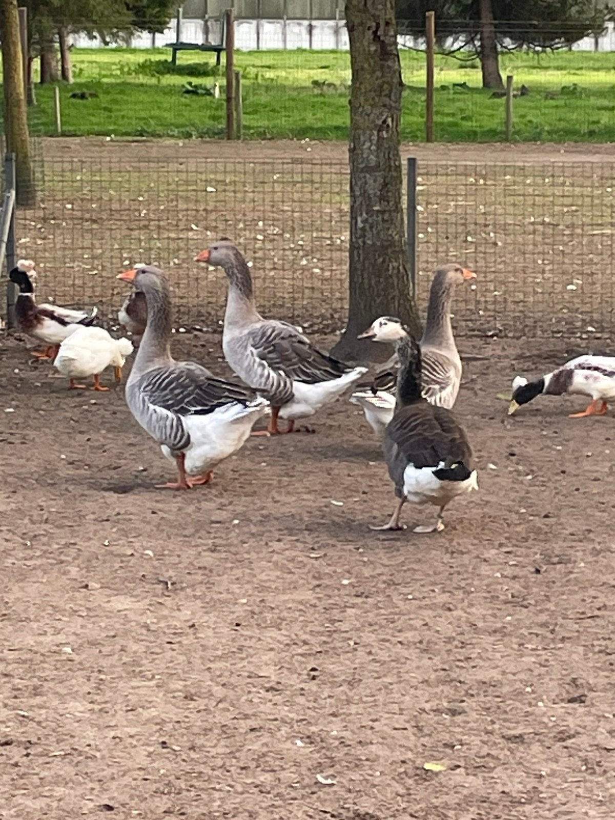 Toulouse gans, Dieren en Toebehoren, Meerdere dieren, Gans of Zwaan