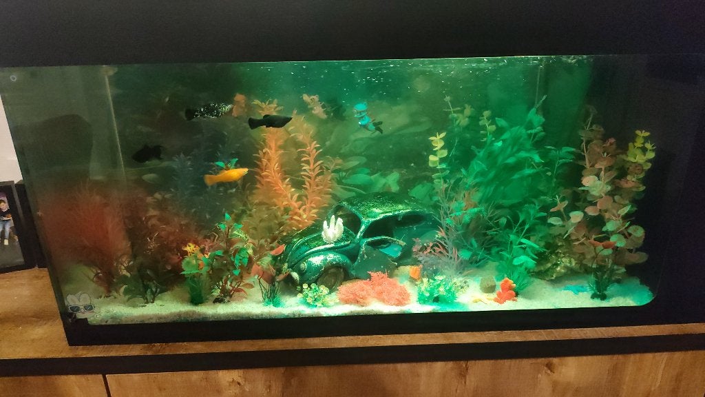 Aquarium 120l, Animaux & Accessoires, Aquarium d'eau douce rempli, Enlèvement, Utilisé, Plantes incluses