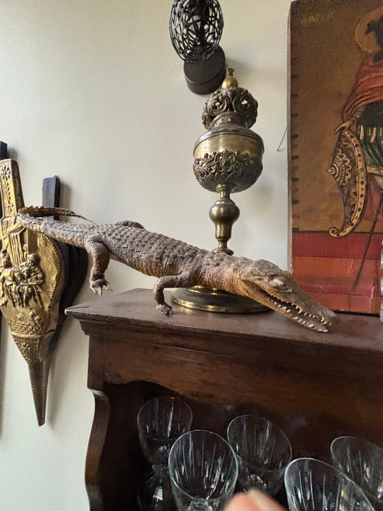 Alligator de taxidermie., Enlèvement, Utilisé, Reptile ou Amphibien, Animal empaillé
