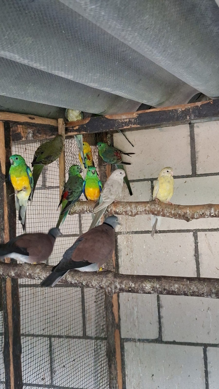 roodruggen wildkleur  10euro  kleuren 15 euro, Dieren en Toebehoren