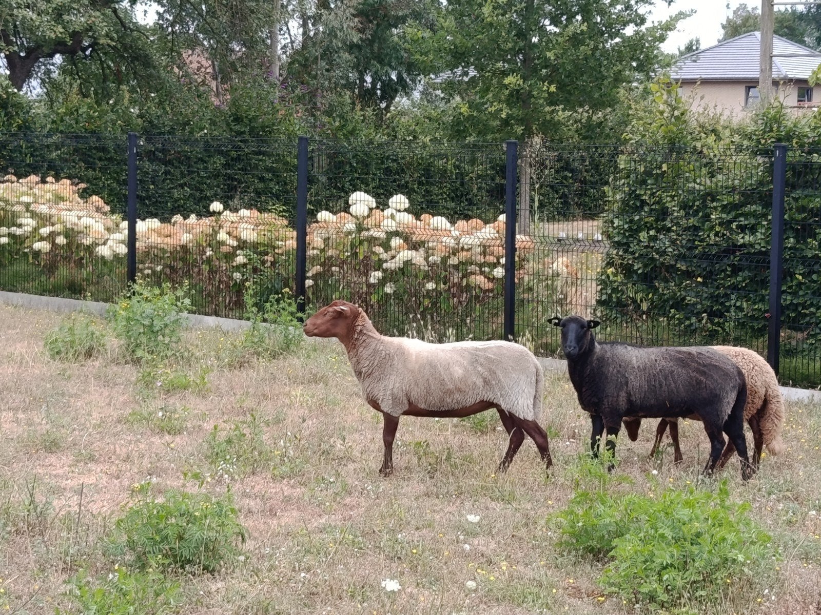 twee overjaarse ooien, Dieren en Toebehoren, Schapen, Geiten en Varkens