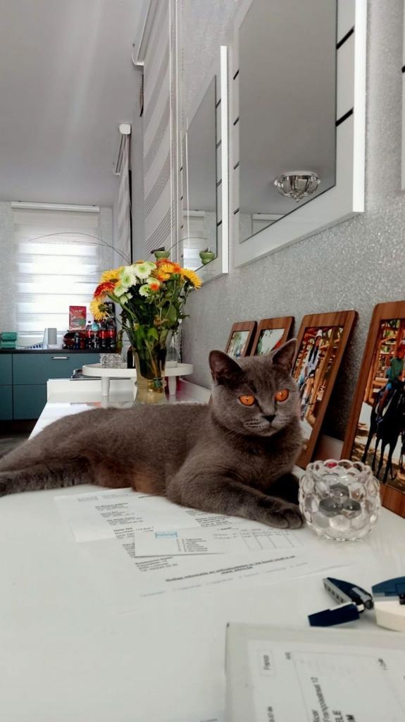 Kattin britannique à poil court, Chatte ou Chat, Vermifugé, 3 à 5 ans