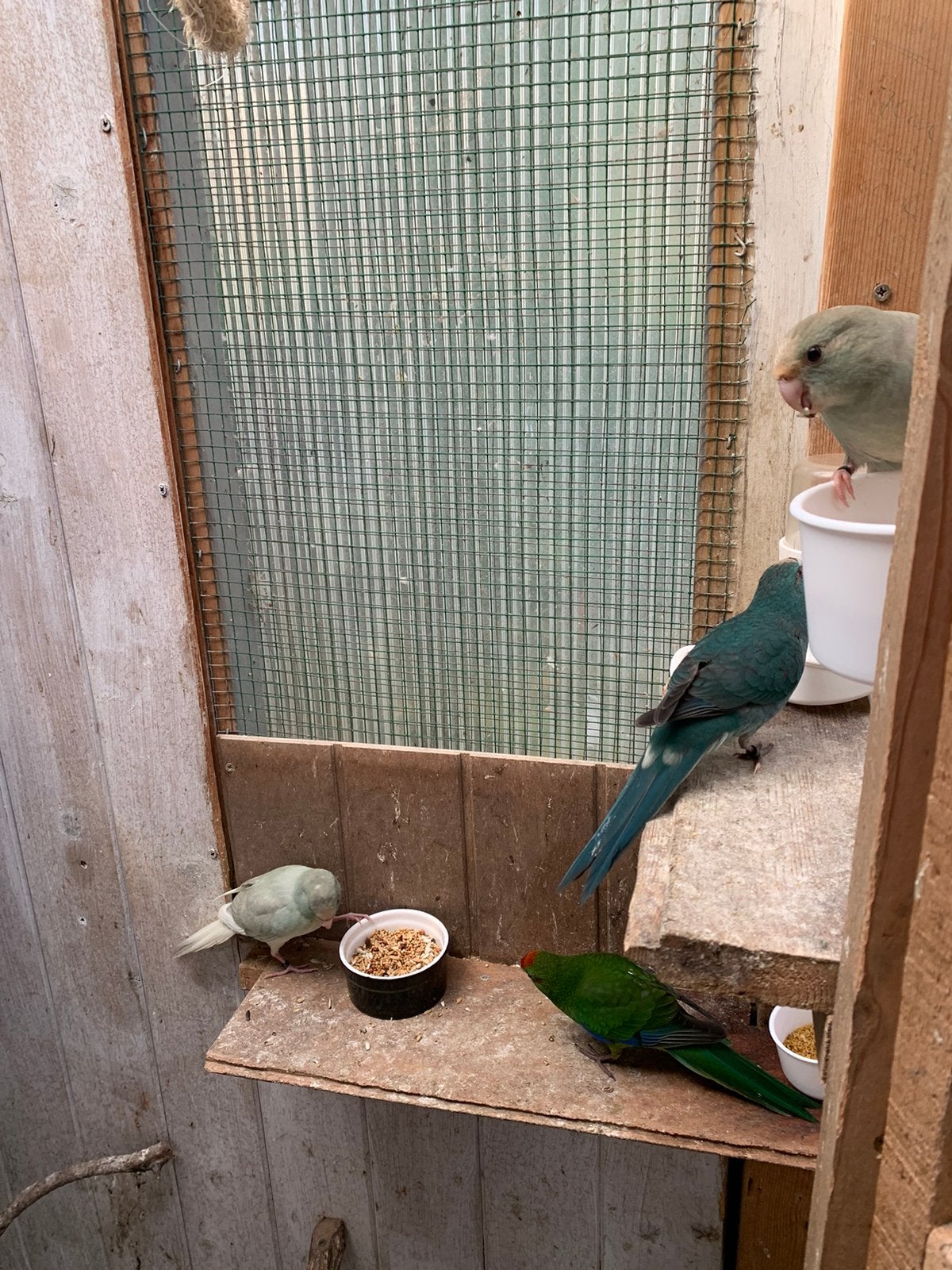 Kakariki, Animaux & Accessoires, Plusieurs animaux, Perruche, Bagué