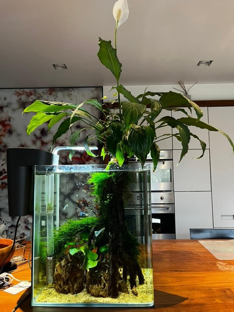 aquarium 50 liter met inhoud en HOB filter, Dieren en Toebehoren, Ophalen, Gevuld zoetwateraquarium, Oase