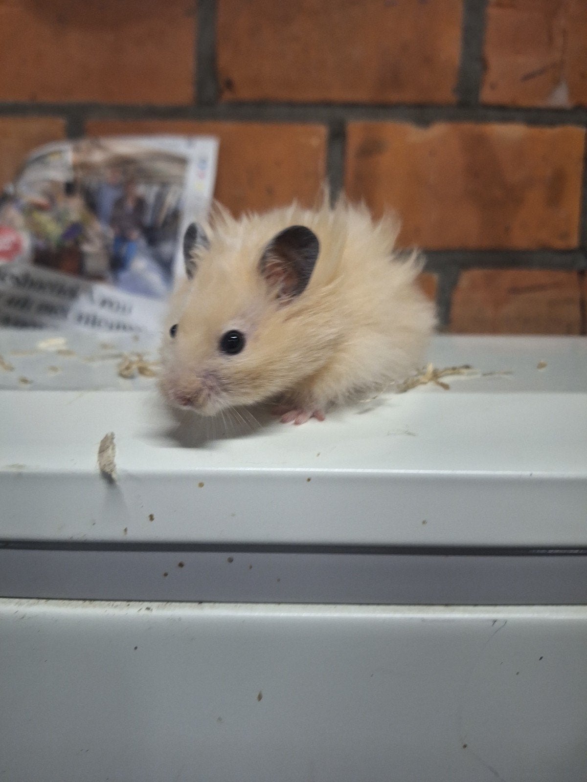 Jonge tamme goudhamsters verschillende kleuren., Dieren en Toebehoren, Knaagdieren, Augustus, Hamster, Tam