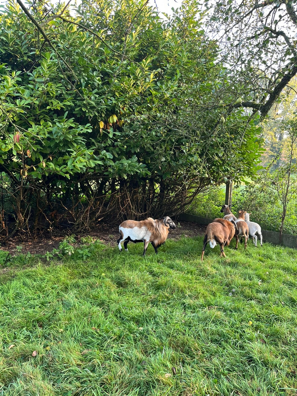 Kameroen ram, Dieren en Toebehoren
