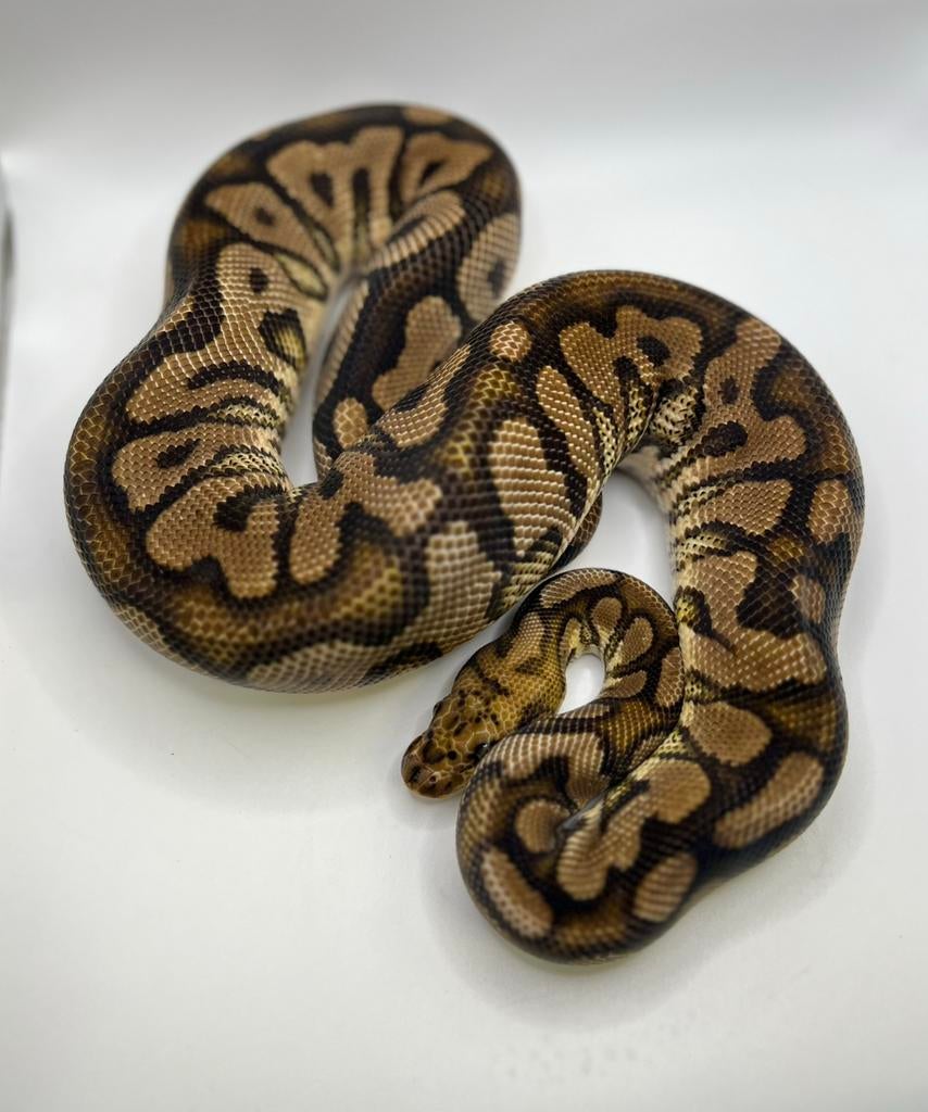 Python Regius 2024 spotnose clown 66% ghost 1.0, Dieren en Toebehoren, Reptielen en Amfibieën, Slang, Tam, 3 tot 6 jaar