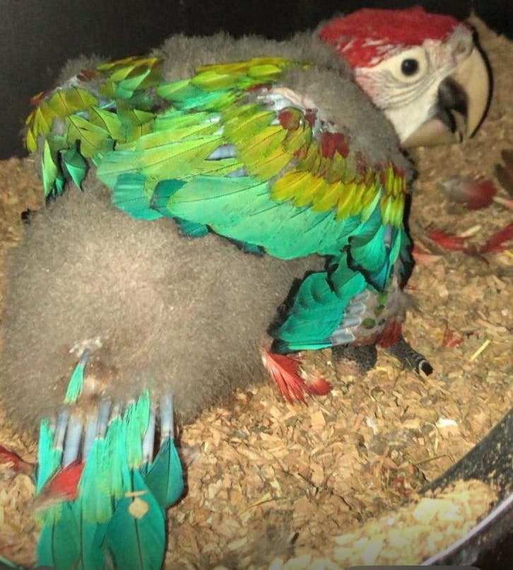 Bewezen jonge groenvleugel ara koppel, Plusieurs animaux, Perroquet, Bagué