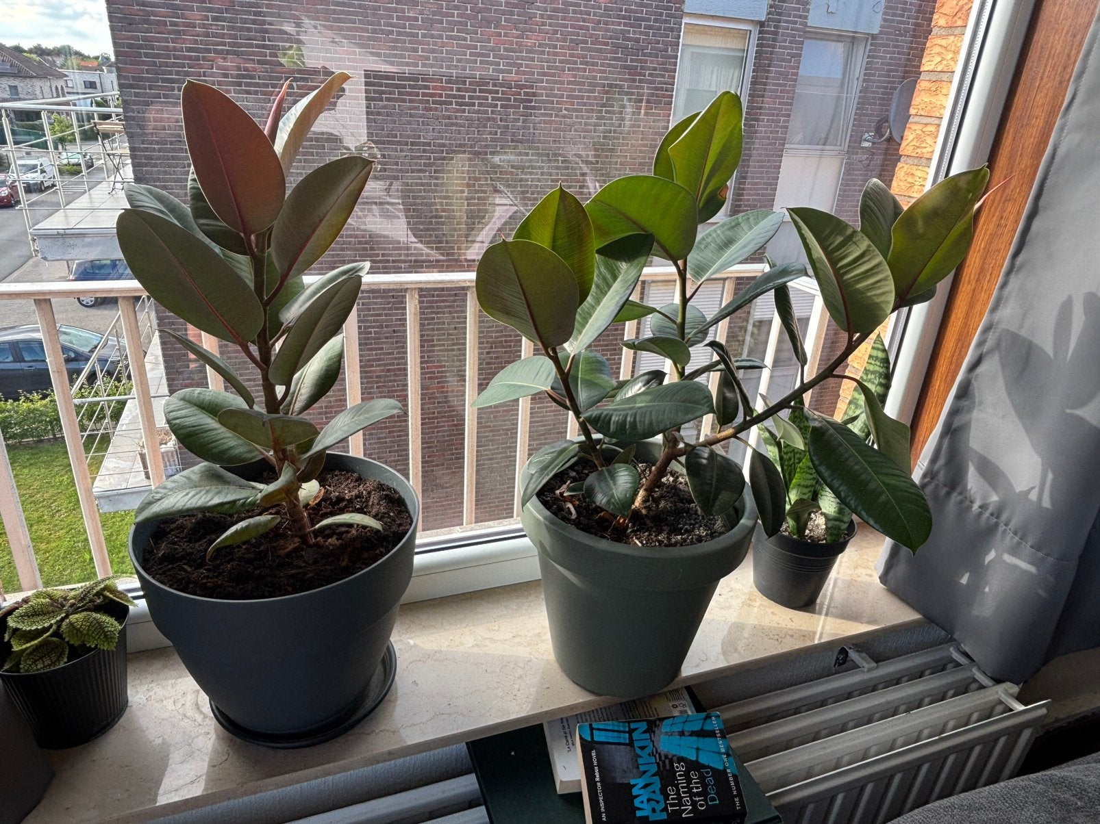Ficus 60 cm, Huis en Inrichting, Kamerplanten, Ophalen, Ficus
