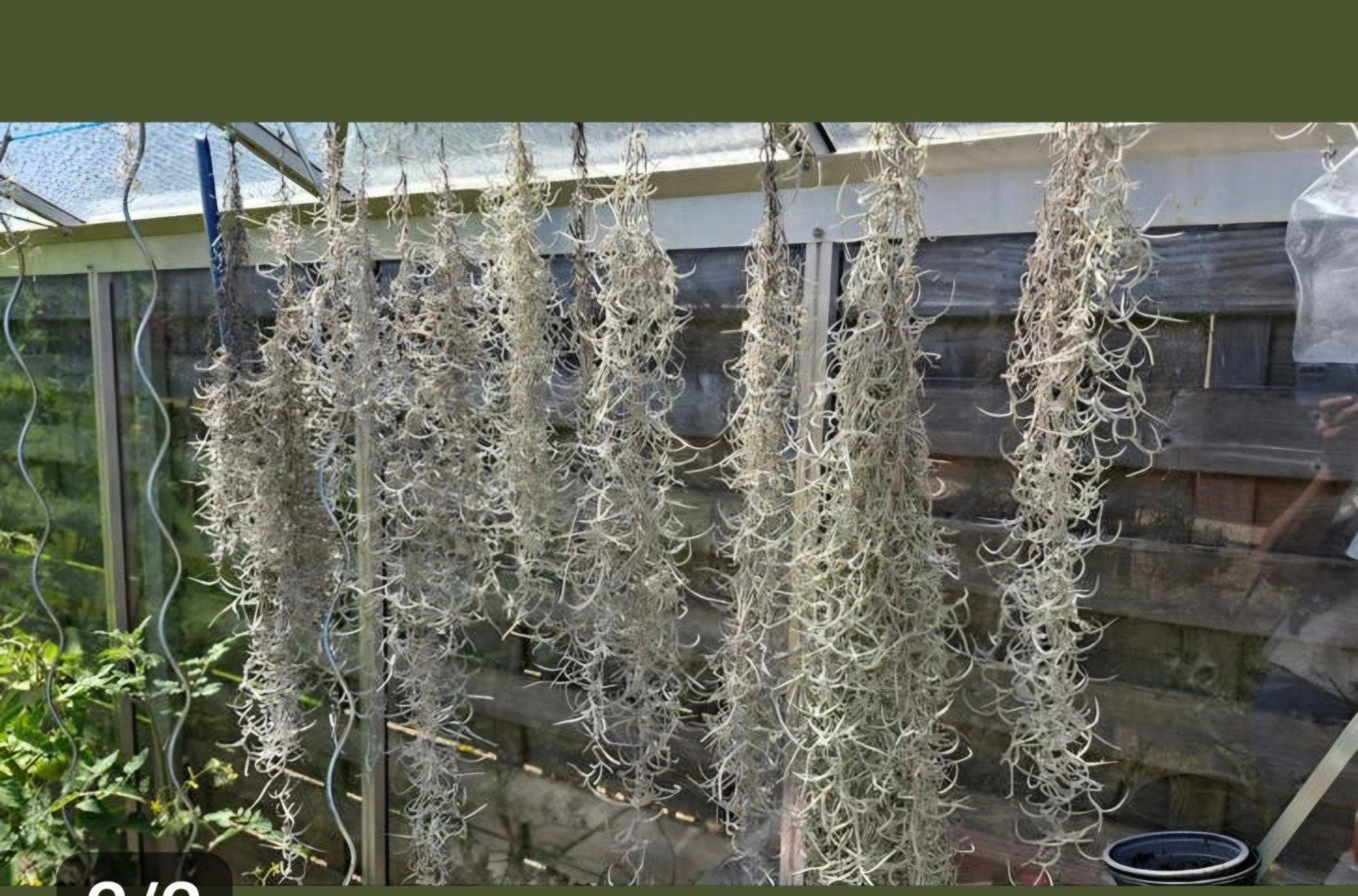 plantes de tilantia, Enlèvement