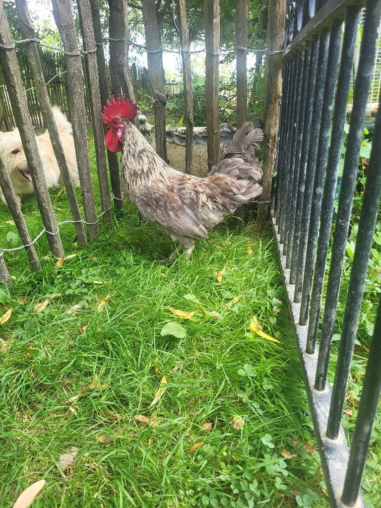 Hanen, Animaux & Accessoires, Volatiles
