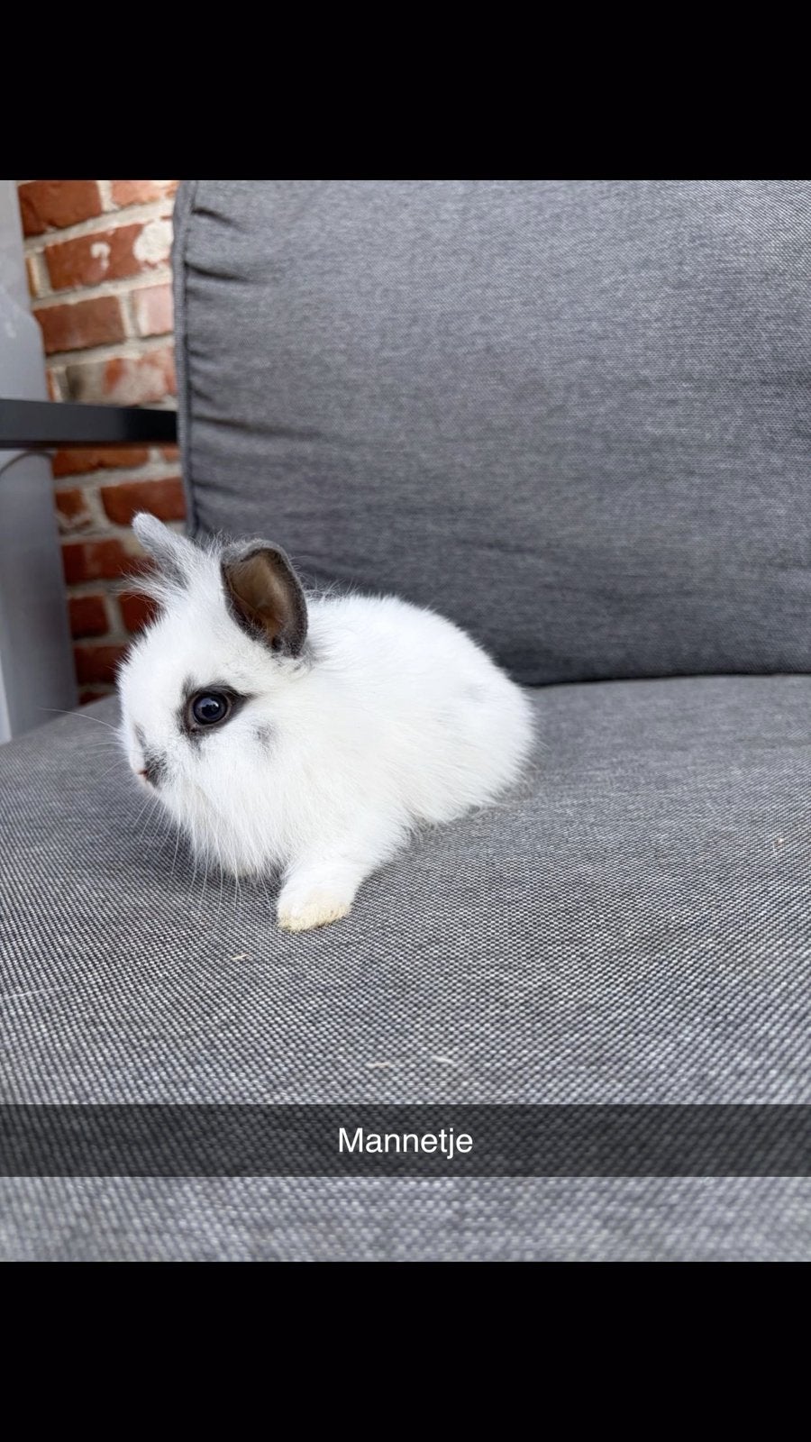 Konijntjes, Dieren en Toebehoren