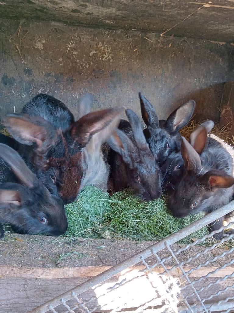 Jonge vleeskonijnen te koop, Dieren en Toebehoren, Meerdere dieren, Groot, 0 tot 2 jaar