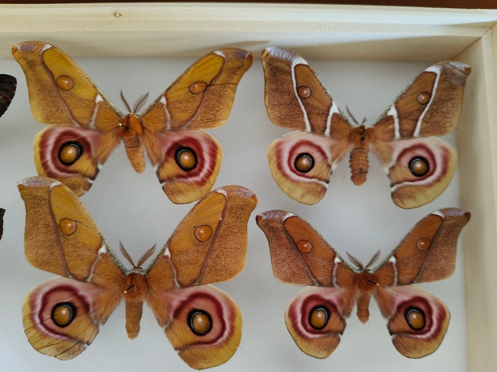 Opgezette nachtvlinders, Verzamelen, Ophalen of Verzenden, Nieuw, Insect, Opgezet dier