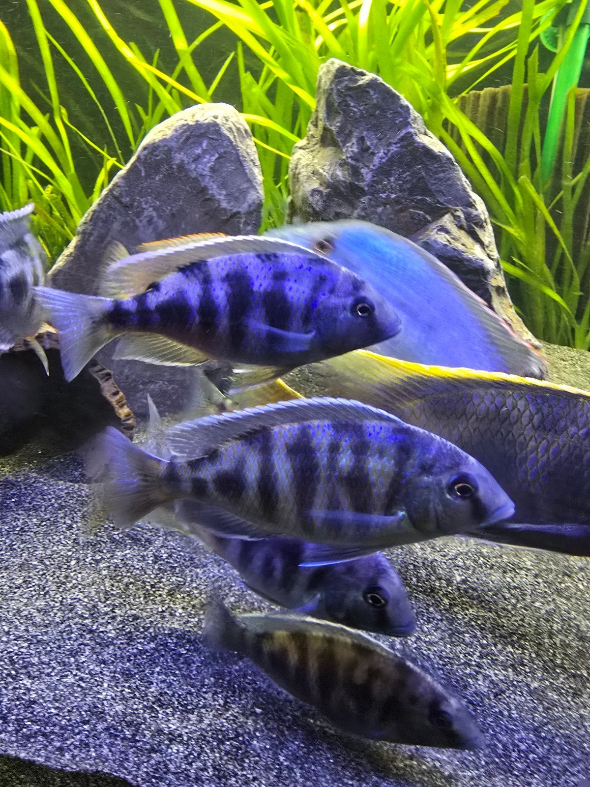 Venustus chichliden tussen 8 en 10 cm, Dieren en Toebehoren, Vis, Zoetwatervis