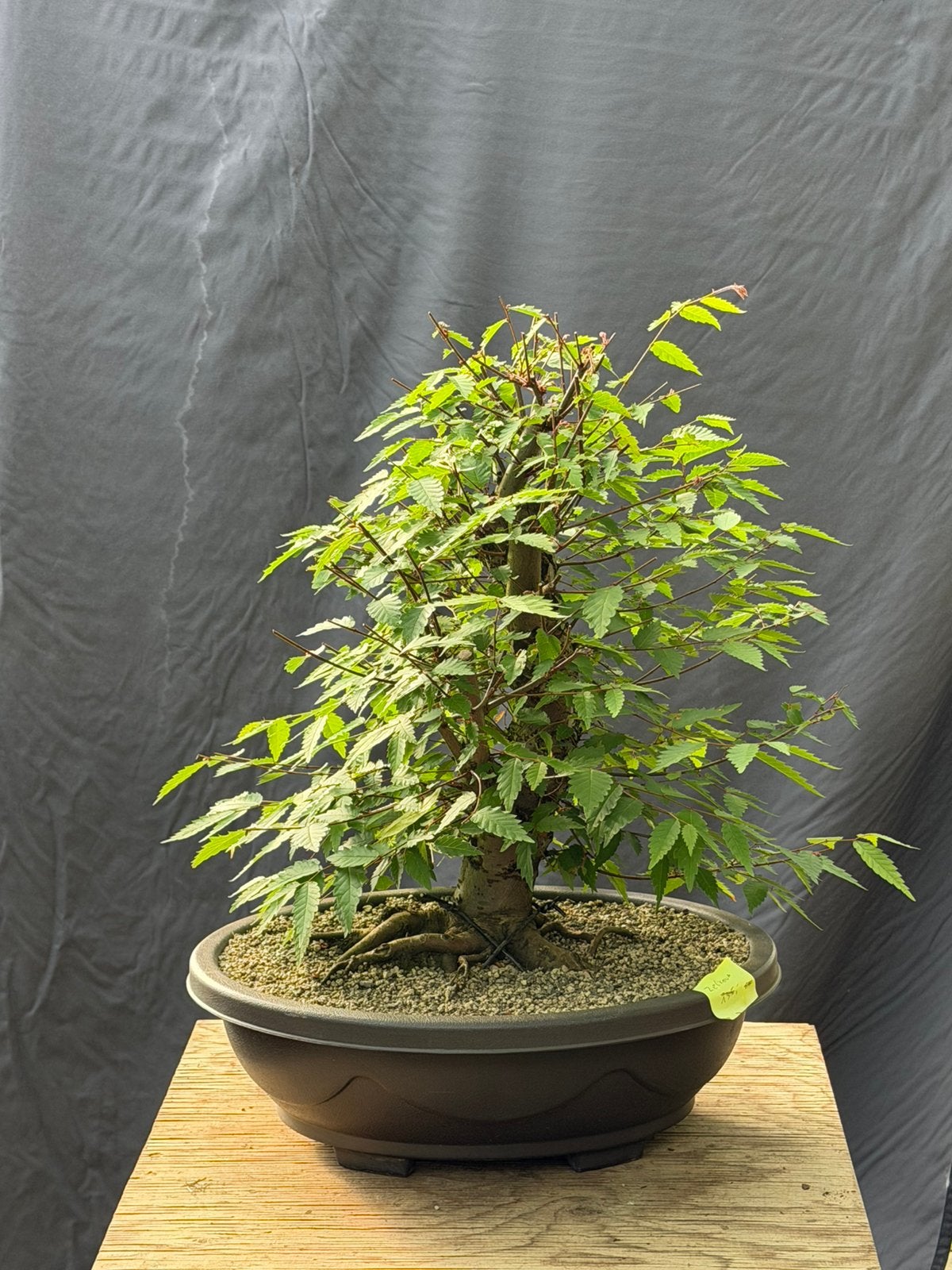 Bonsai startplant zelkova, Tuin en Terras, Planten | Bomen, Ophalen