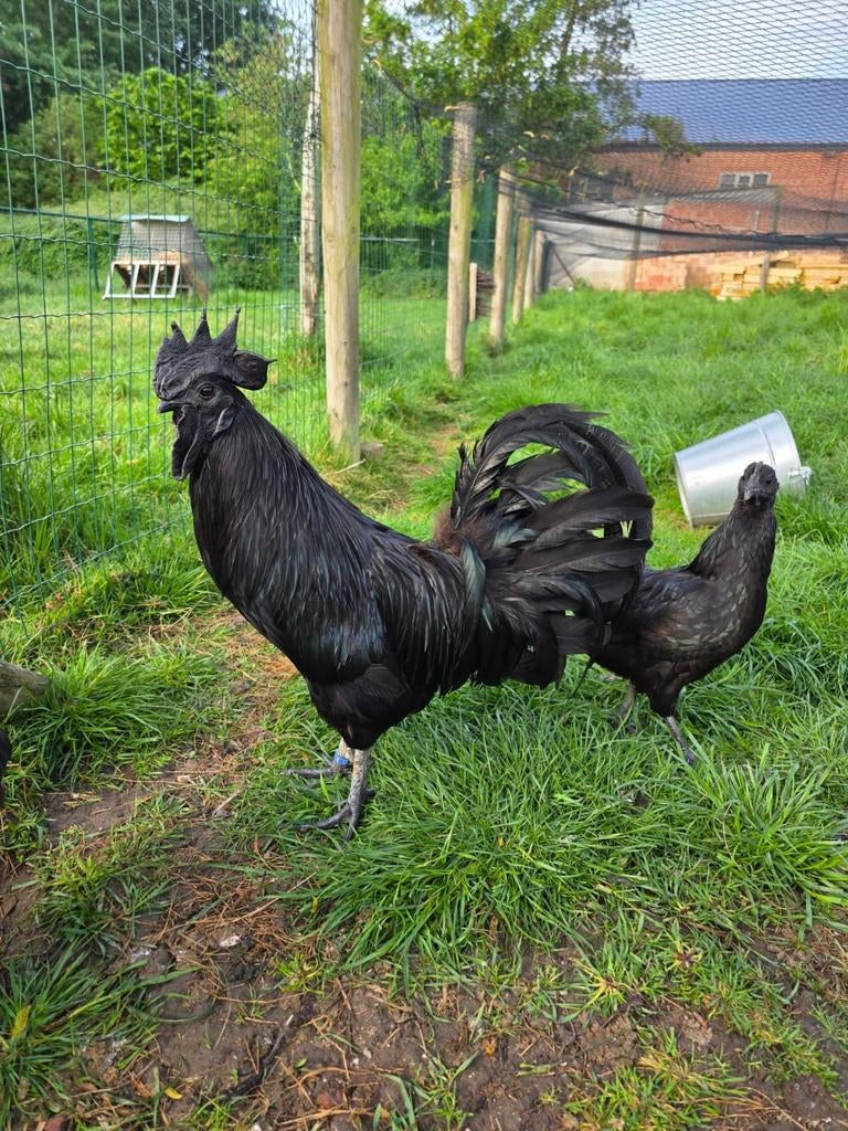 Koppel Ayam Cemani, Dieren en Toebehoren, Pluimvee