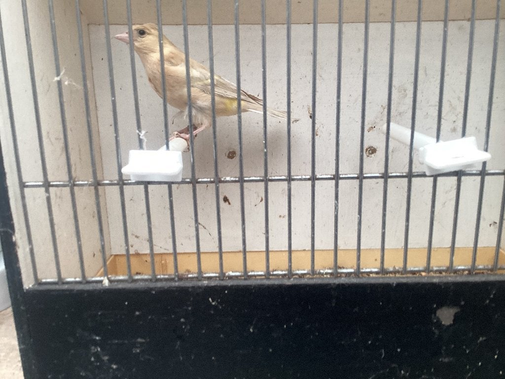 Botvinkpop bleek bruin (dubbel) pastel, Dieren en Toebehoren, Vrouwelijk, Wildzangvogel, Geringd