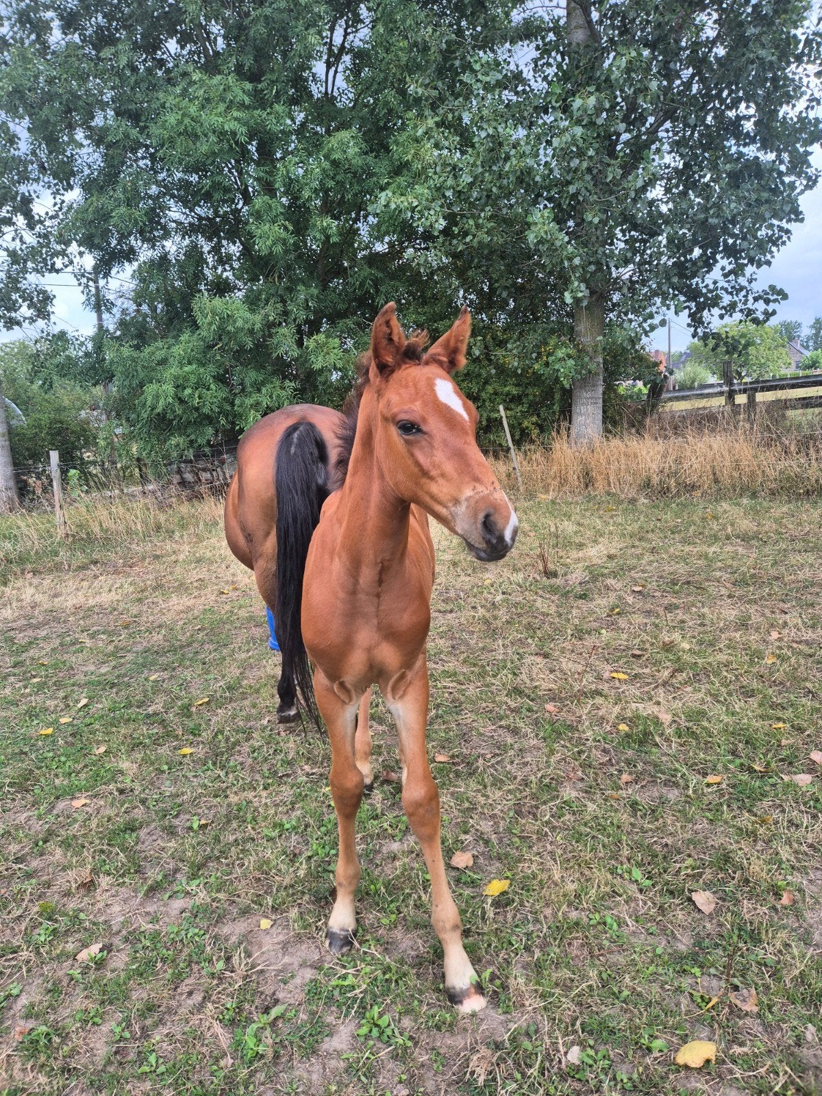 hengstenveulen Omano BC x For Pleasure, Dieren en Toebehoren, Hengst, Springpaard, 0 tot 2 jaar