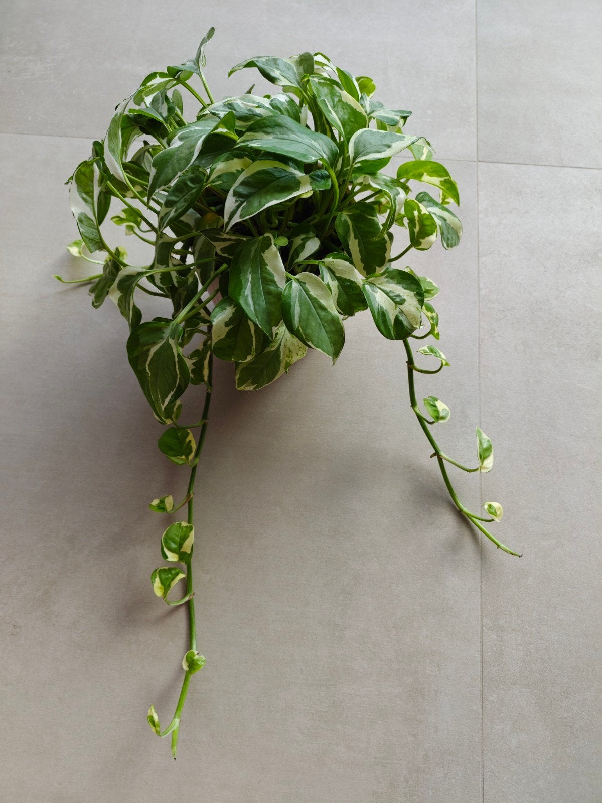 kamerplant epipremnum n'joy incl. buitenpot, Ophalen, Halfschaduw, In pot, Minder dan 100 cm