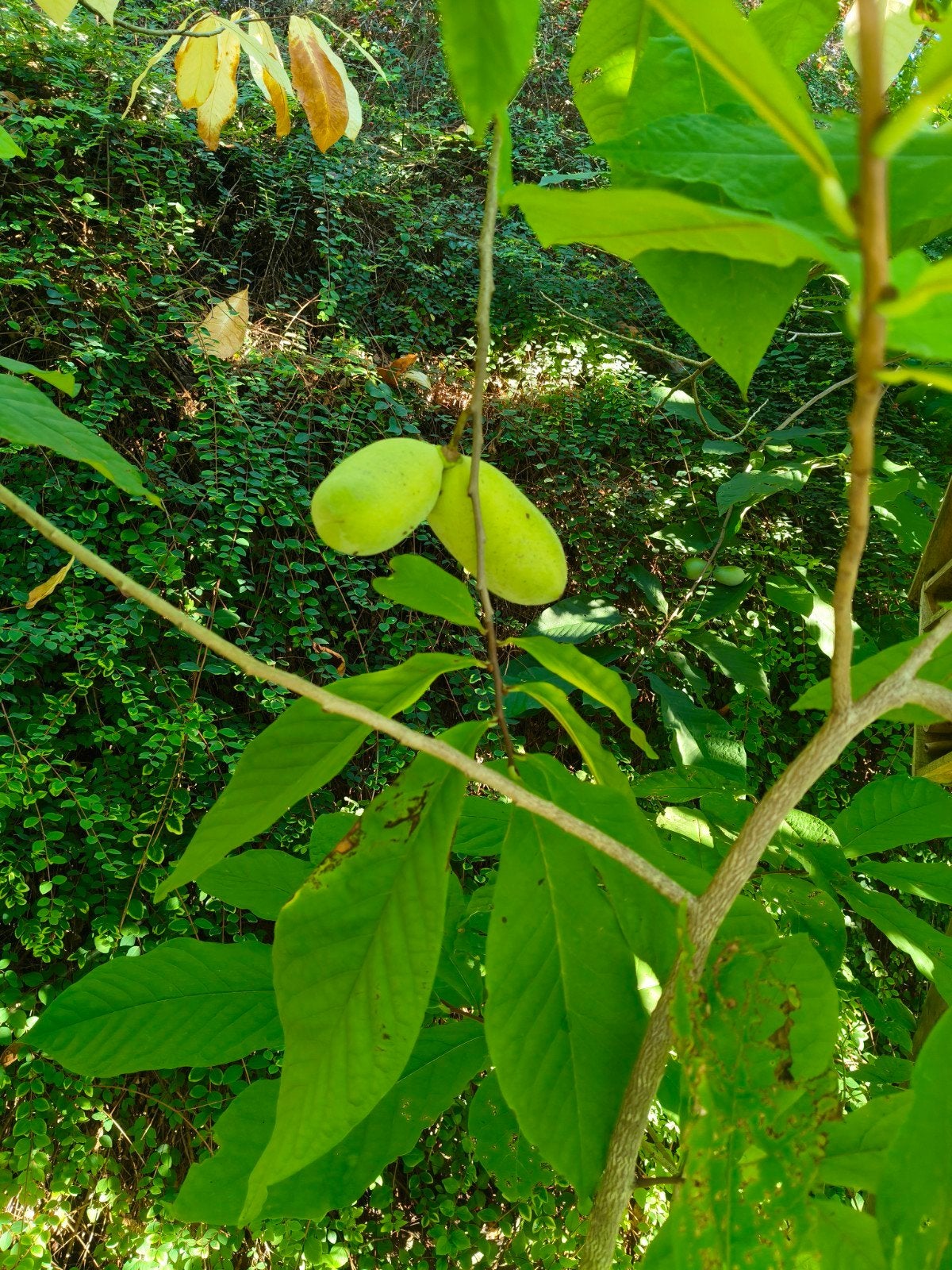 Pawpaw vruchten bio, Enlèvement