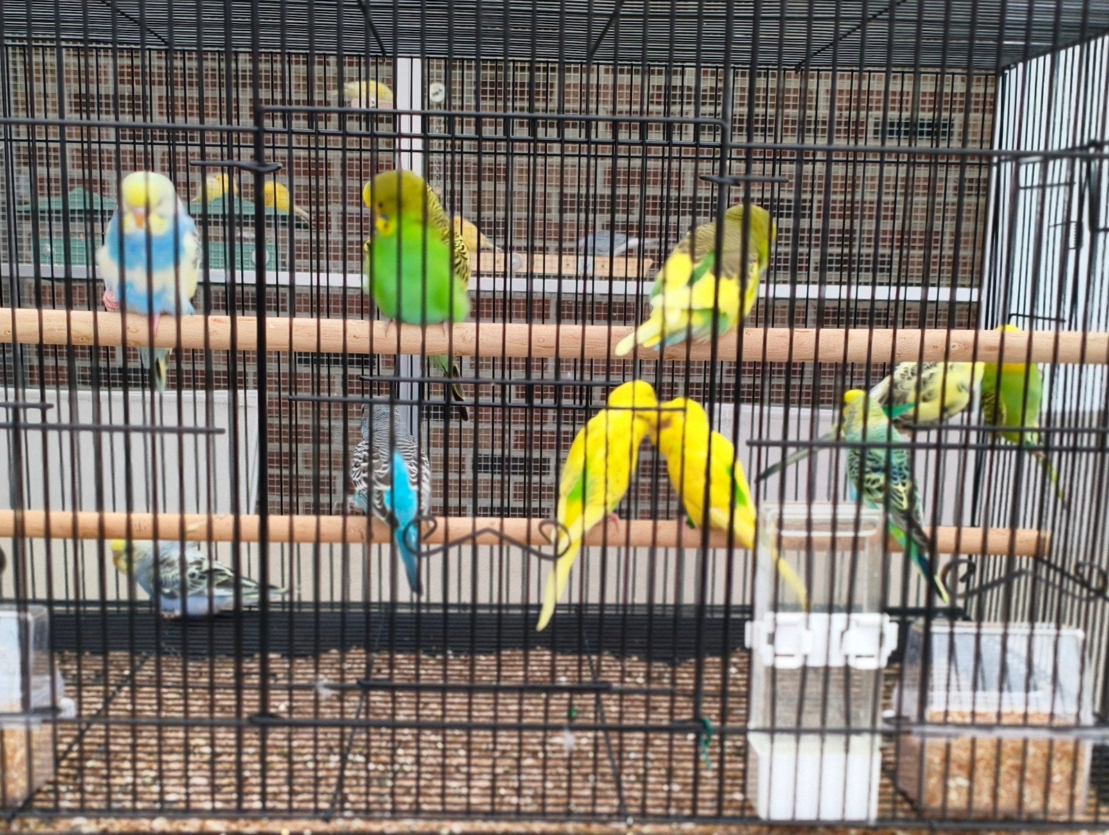 Jonge grasparkieten 2026, Dieren en Toebehoren, Vogels | Parkieten en Papegaaien