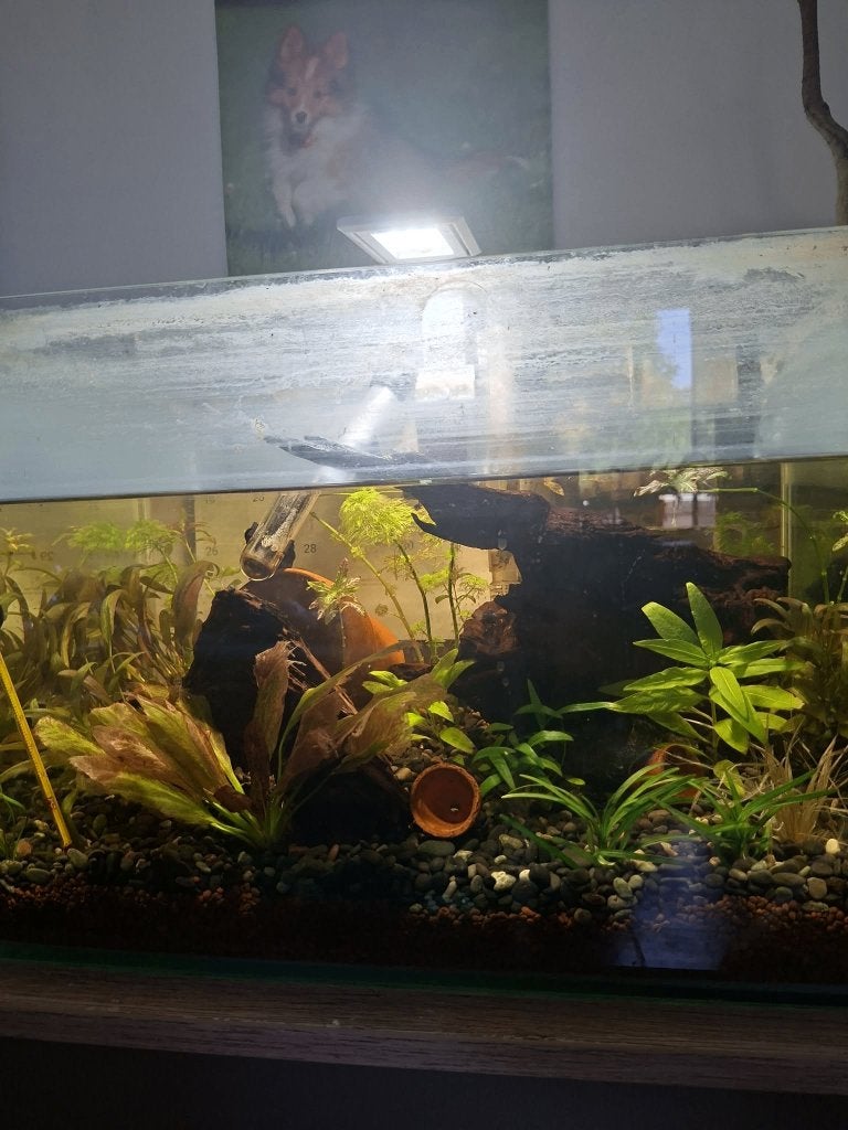 aquarium planten en/of aquarium, Ophalen, Verwarming, Gebruikt, Vissenkom