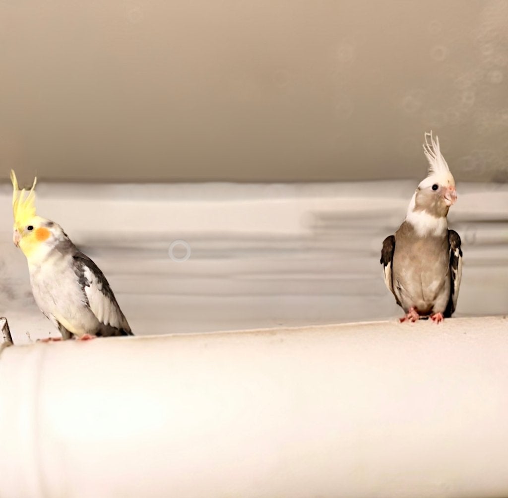 À vendre: calopsittes apprivoisées–couple + femelle séparée, Plusieurs animaux, Perruche, Domestique