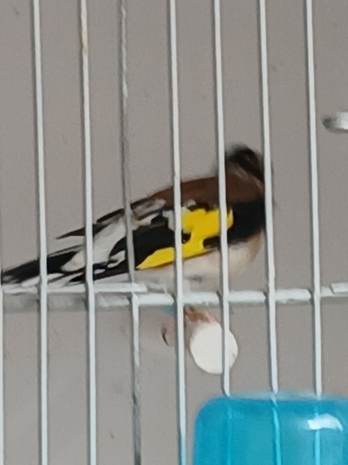 jonge majors distelvinken van 2026, Mâle, Oiseau chanteur sauvage, Bagué
