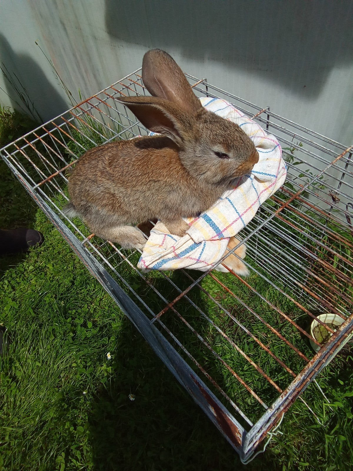 Zuivere Vlaamse reuzen te koop, Meerdere dieren, Groot, 0 tot 2 jaar